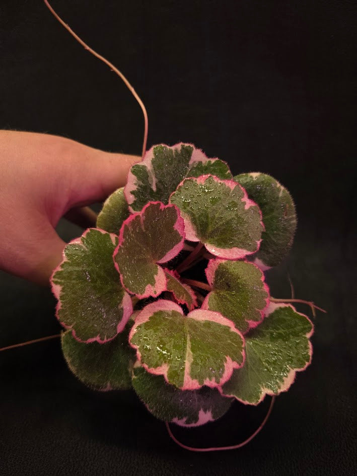 Begonia Strawberry Tricolor #02