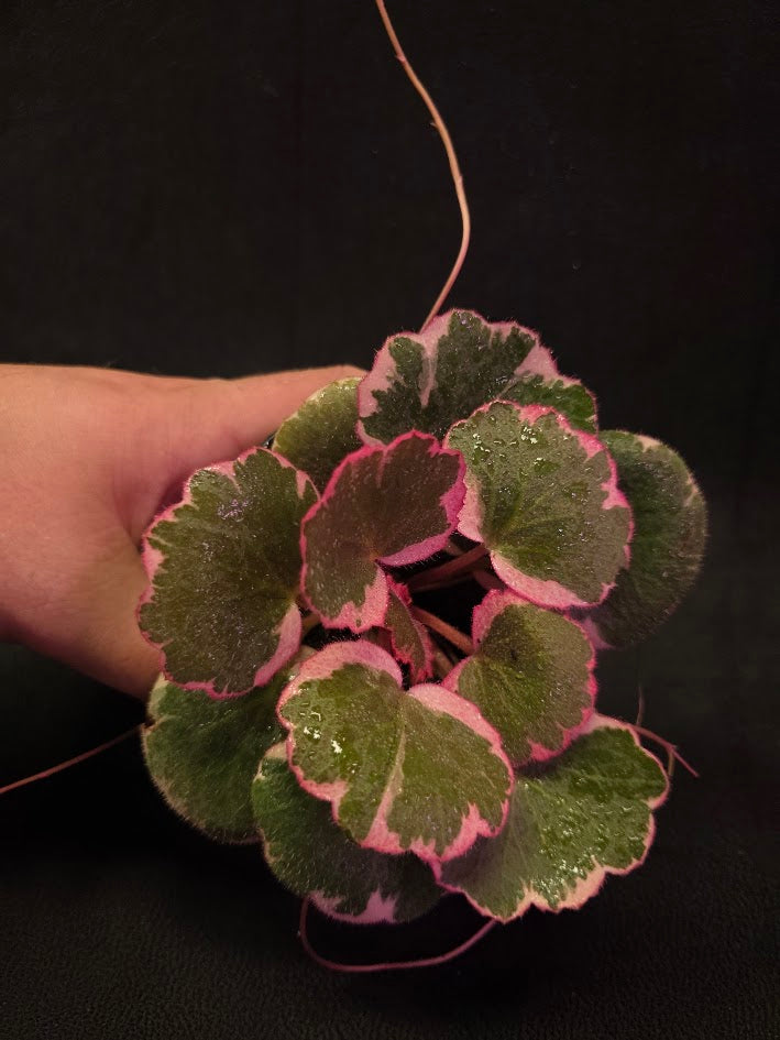 Begonia Strawberry Tricolor #02