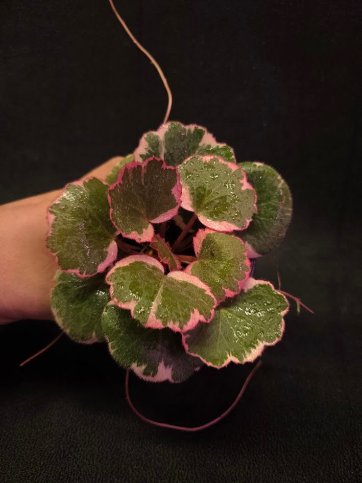 Begonia Strawberry Tricolor #02