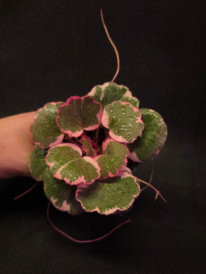 Begonia Strawberry Tricolor #02