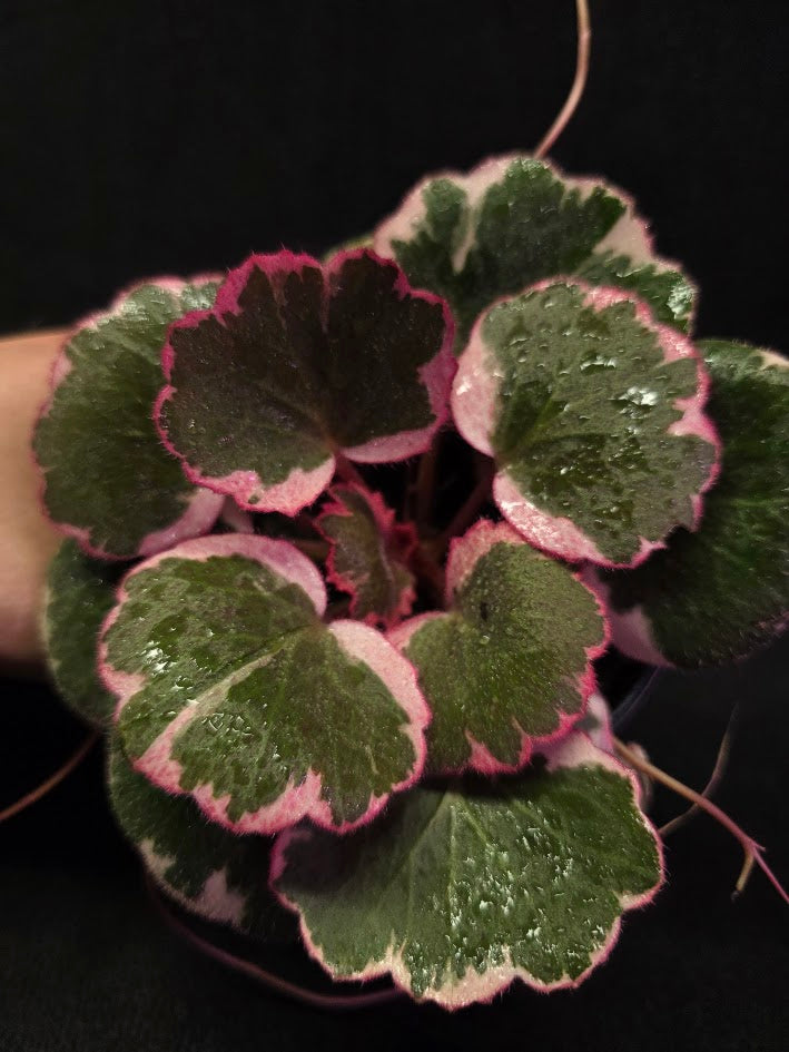 Begonia Strawberry Tricolor #02