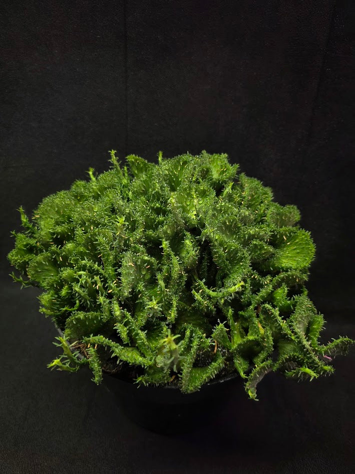 Green Coral Euphorbia Flanaganii Crest #01