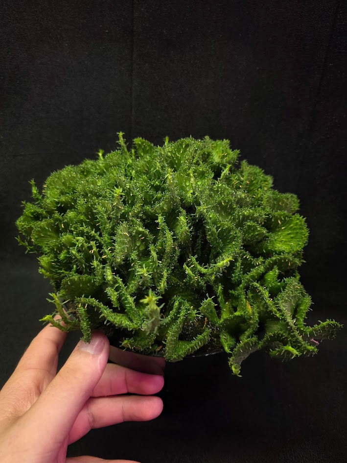 Green Coral Euphorbia Flanaganii Crest #01