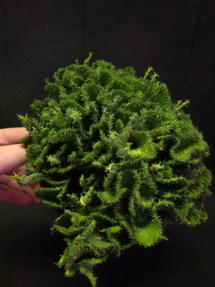 Green Coral Euphorbia Flanaganii Crest #01