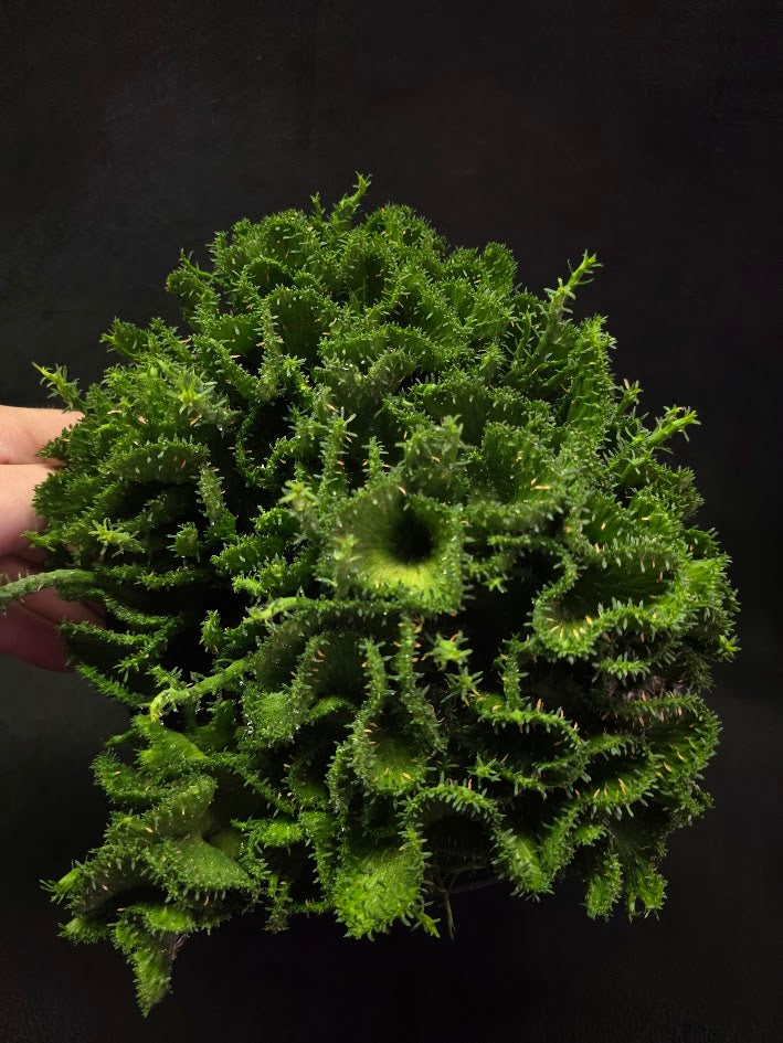 Green Coral Euphorbia Flanaganii Crest #01
