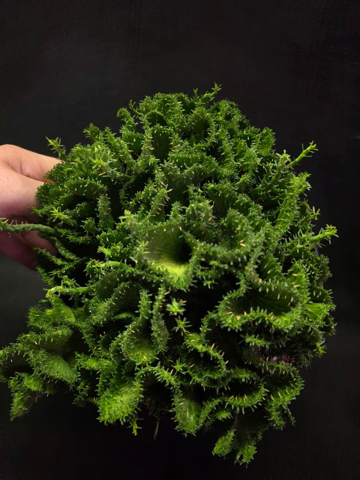 Green Coral Euphorbia Flanaganii Crest #01
