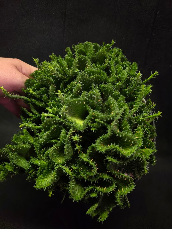Green Coral Euphorbia Flanaganii Crest #01