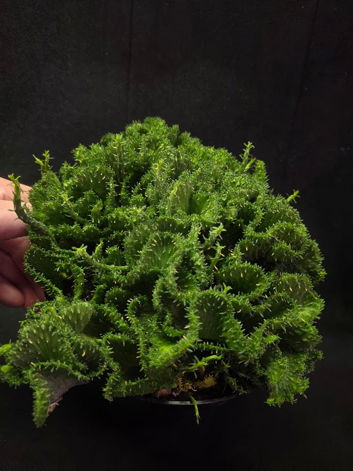 Green Coral Euphorbia Flanaganii Crest #01