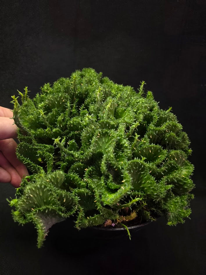 Green Coral Euphorbia Flanaganii Crest #01