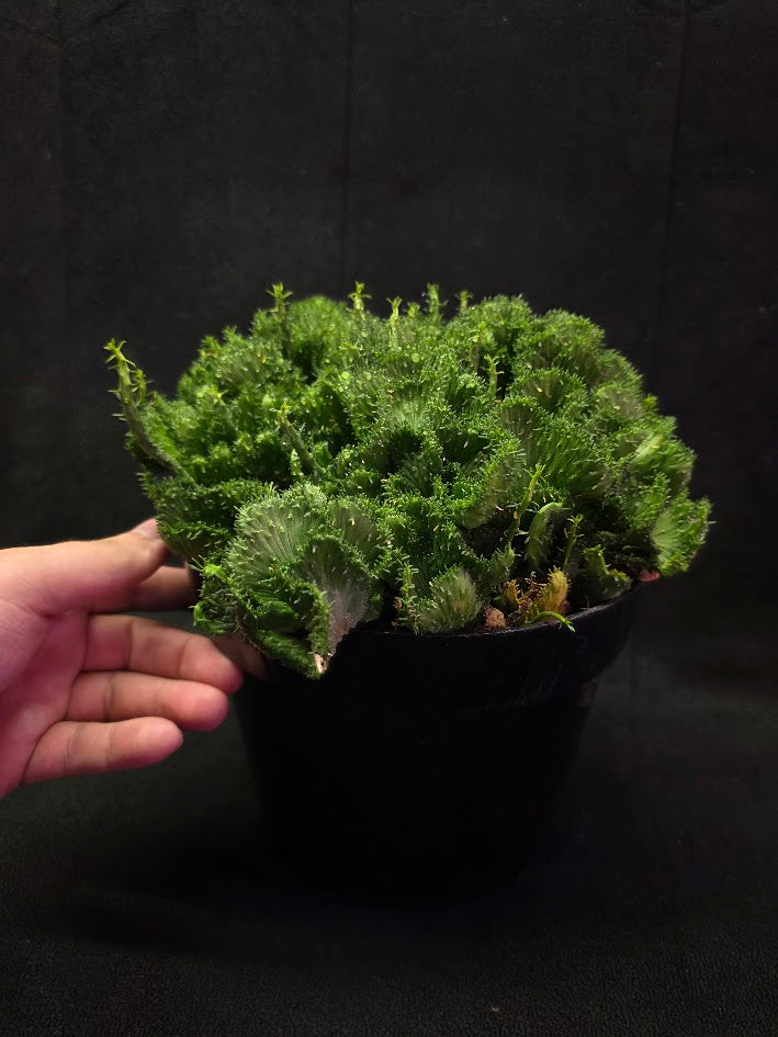 Green Coral Euphorbia Flanaganii Crest #01