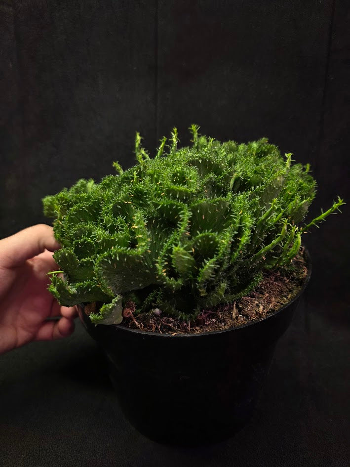 Green Coral Euphorbia Flanaganii Crest #01