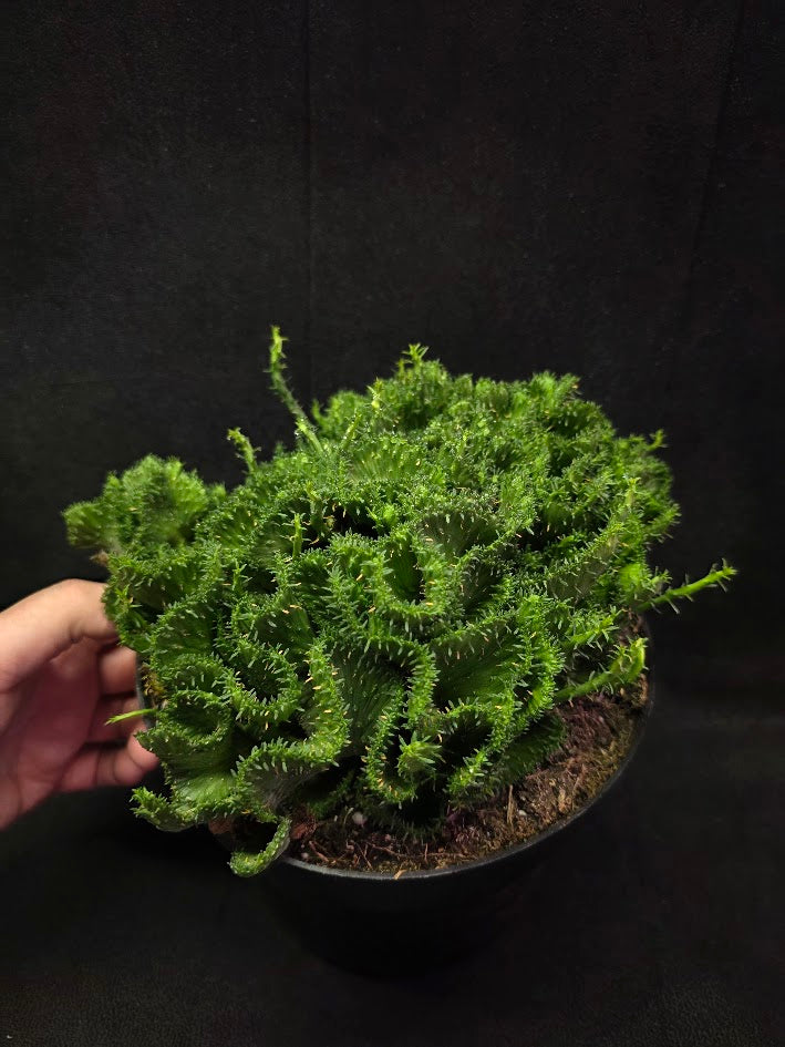 Green Coral Euphorbia Flanaganii Crest #01