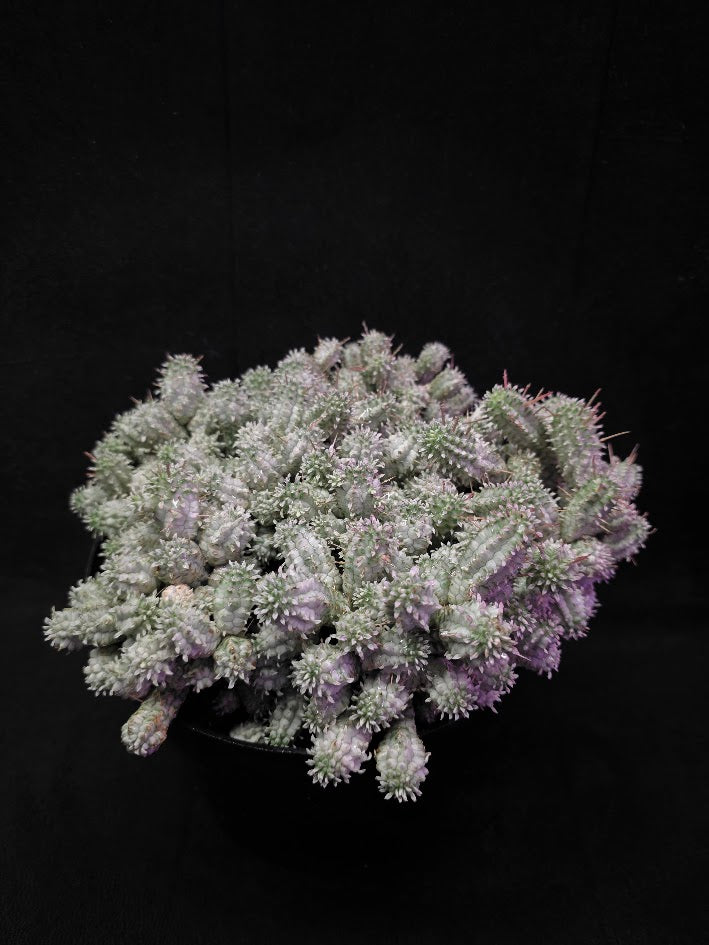 Indian Corn Cob Cactus #01