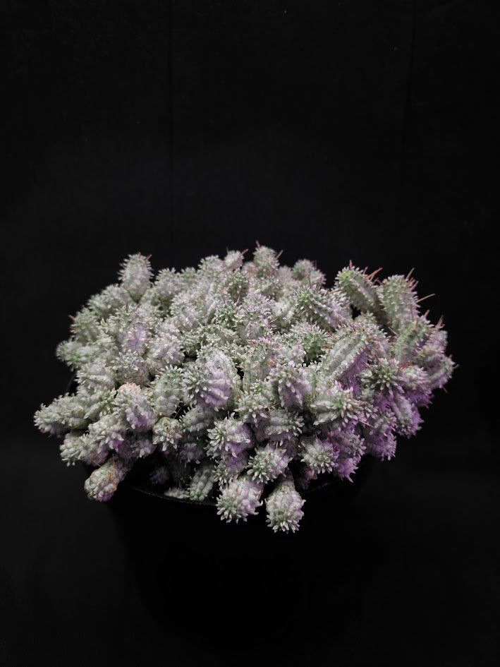 Indian Corn Cob Cactus #01