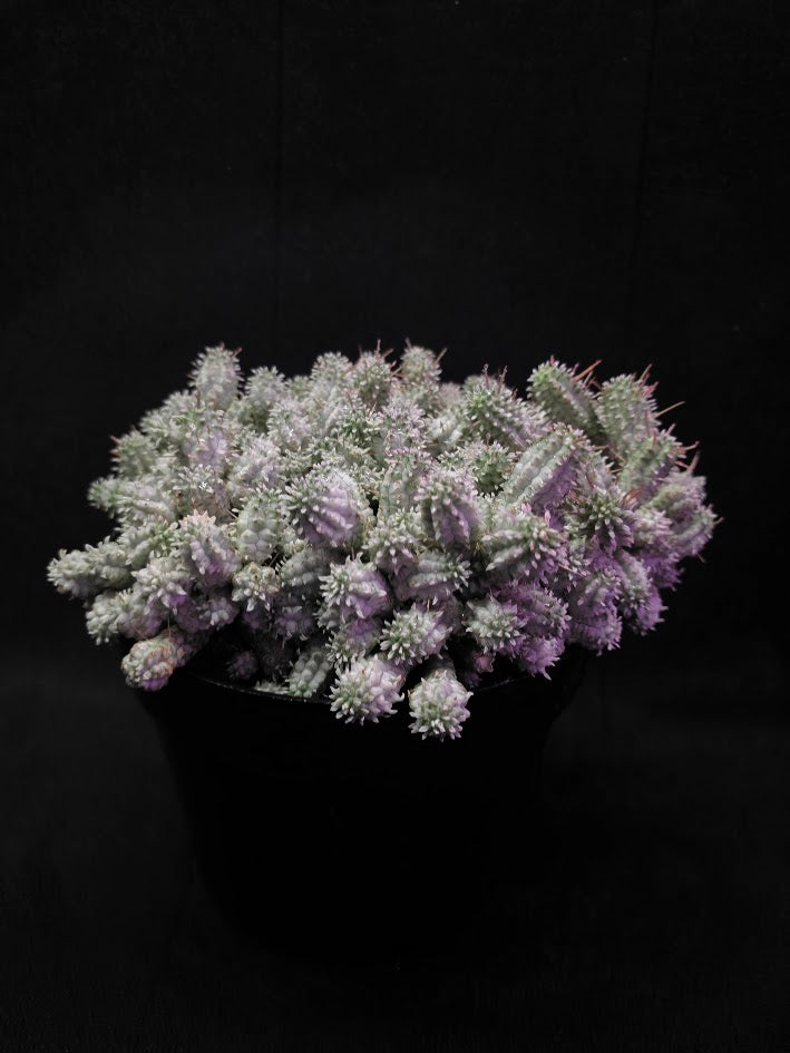 Indian Corn Cob Cactus #01