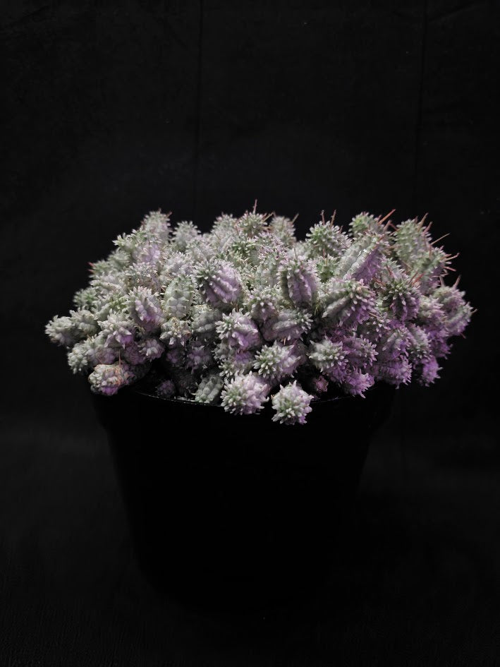 Indian Corn Cob Cactus #01