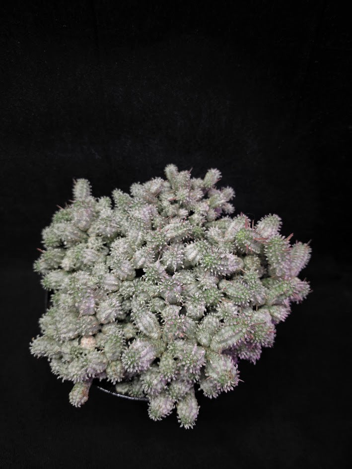 Indian Corn Cob Cactus #01