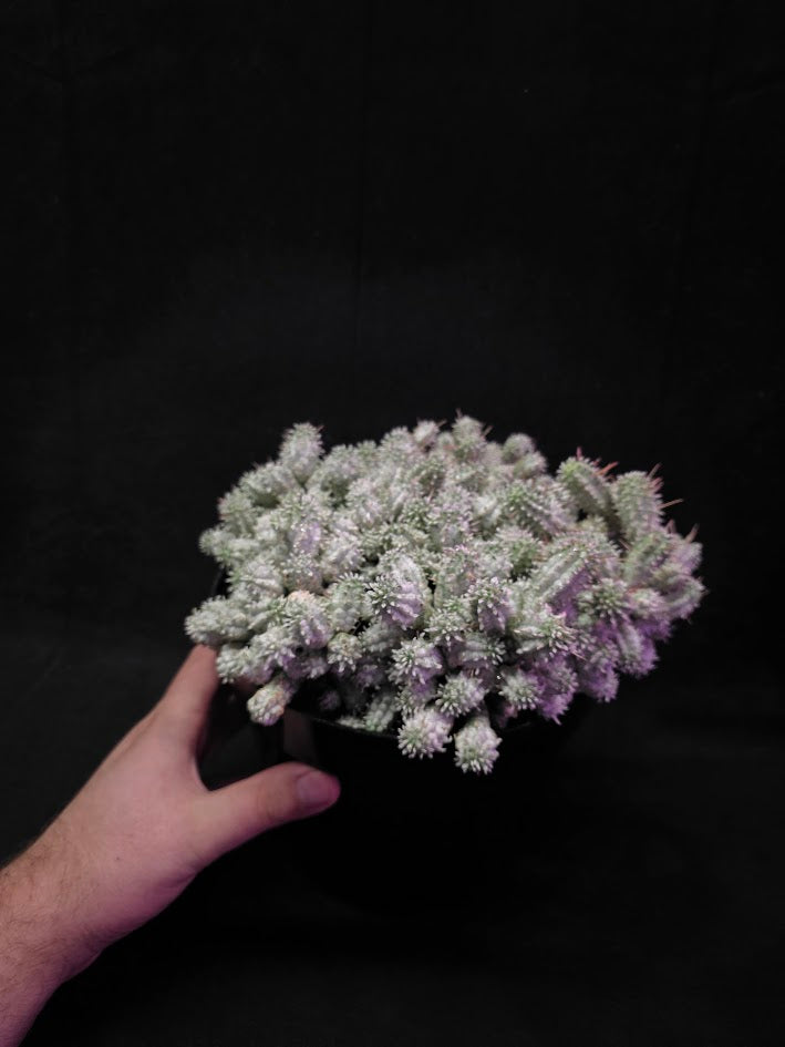 Indian Corn Cob Cactus #01