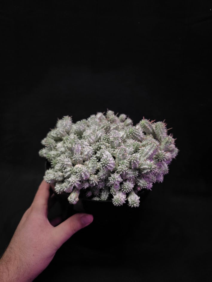 Indian Corn Cob Cactus #01