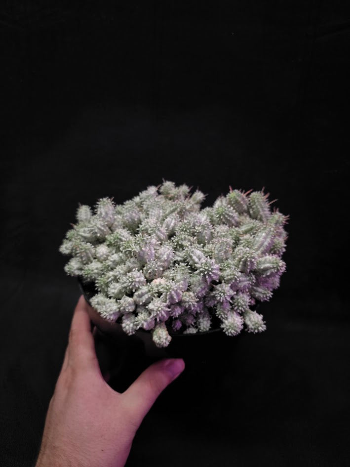 Indian Corn Cob Cactus #01
