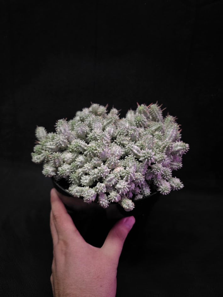 Indian Corn Cob Cactus #01