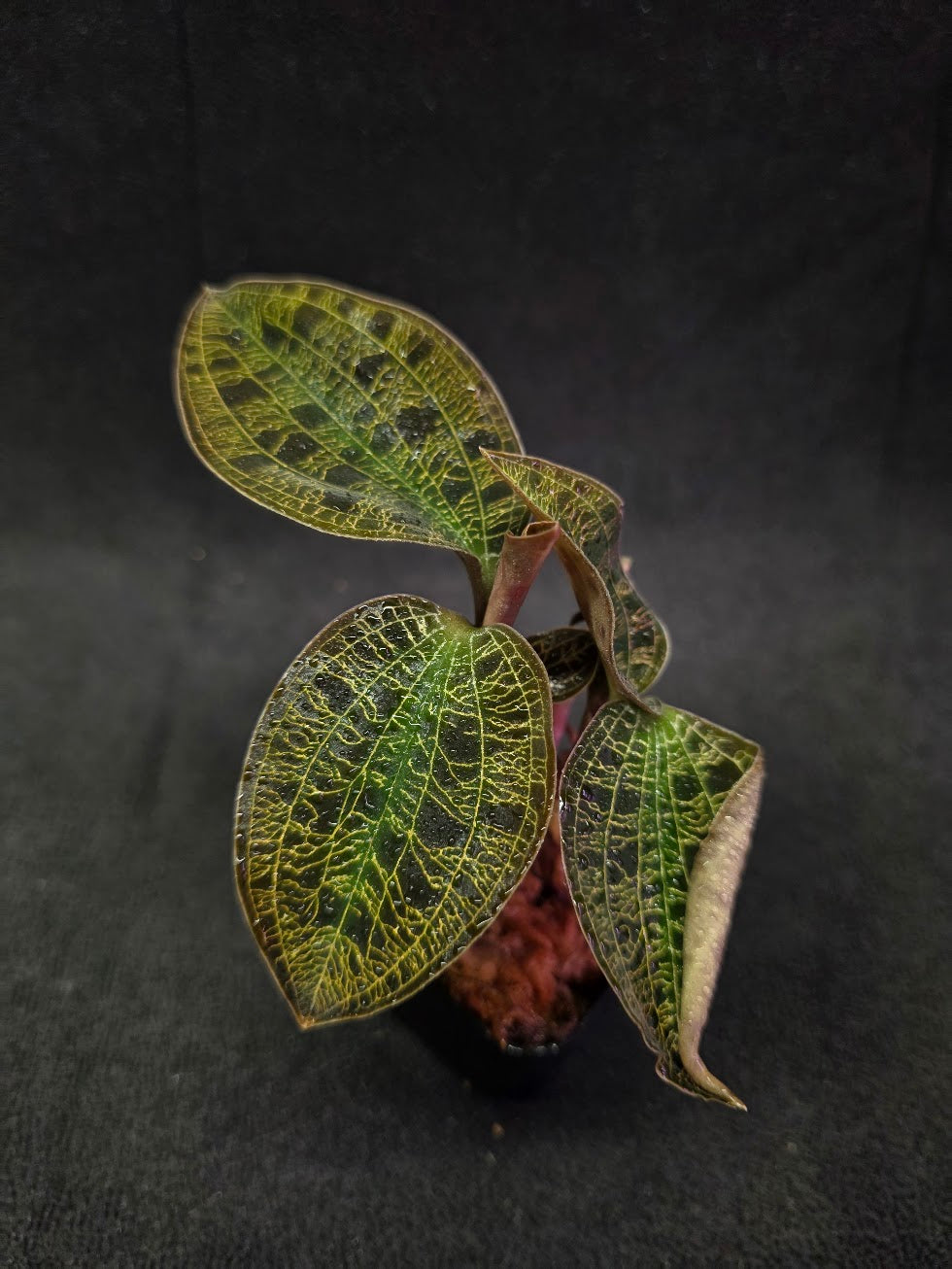 Mac. Petola Var. Kalimantan (Multi-Growth Large Size) #01
