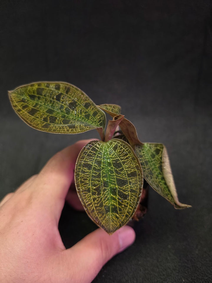 Mac. Petola Var. Kalimantan (Multi-Growth Large Size) #01