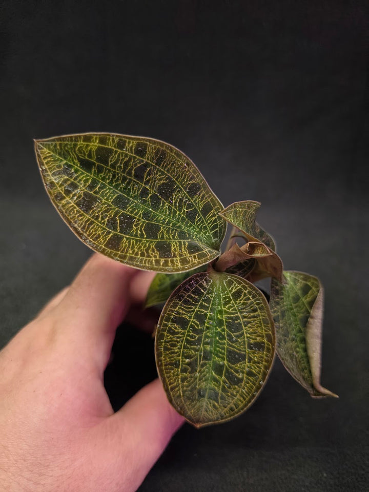 Mac. Petola Var. Kalimantan (Multi-Growth Large Size) #01