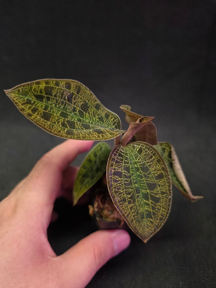 Mac. Petola Var. Kalimantan (Multi-Growth Large Size) #01