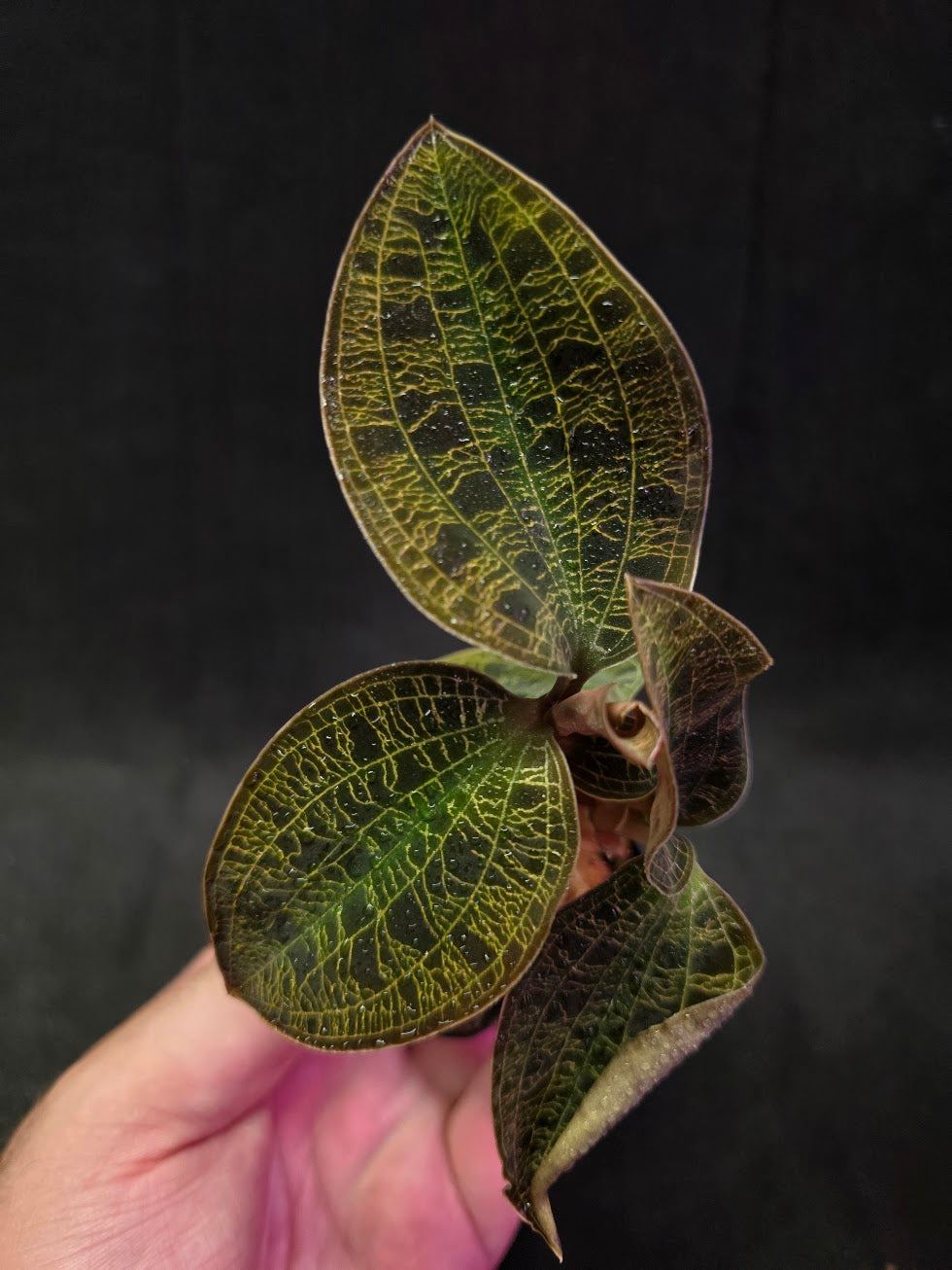 Mac. Petola Var. Kalimantan (Multi-Growth Large Size) #01