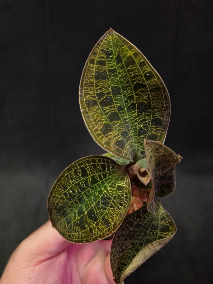 Mac. Petola Var. Kalimantan (Multi-Growth Large Size) #01