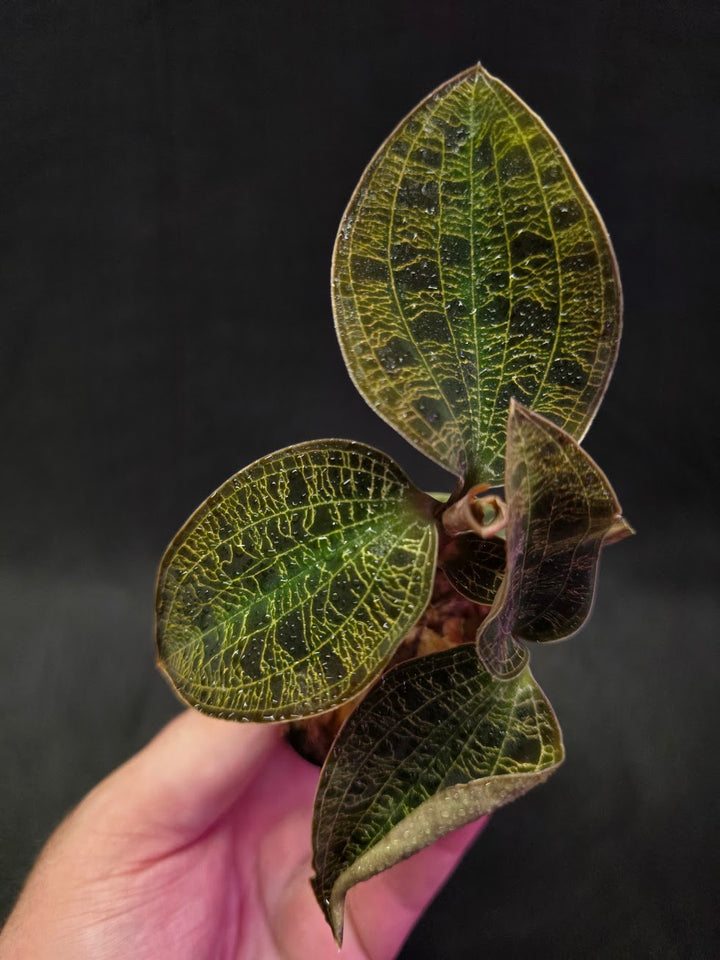Mac. Petola Var. Kalimantan (Multi-Growth Large Size) #01