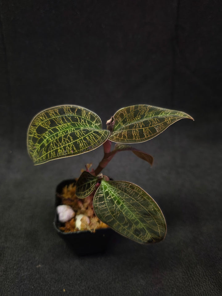 Mac. Petola Var. Kalimantan (Multi-Growth Large Size) #02