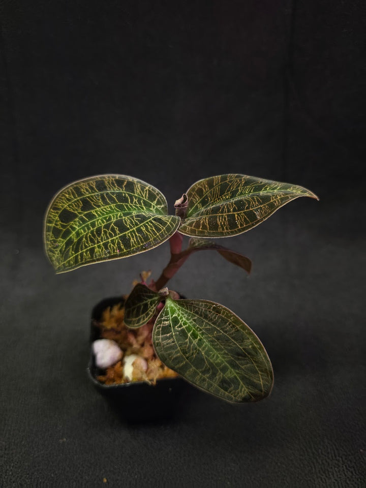 Mac. Petola Var. Kalimantan (Multi-Growth Large Size) #02