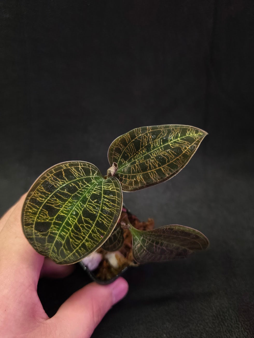 Mac. Petola Var. Kalimantan (Multi-Growth Large Size) #02