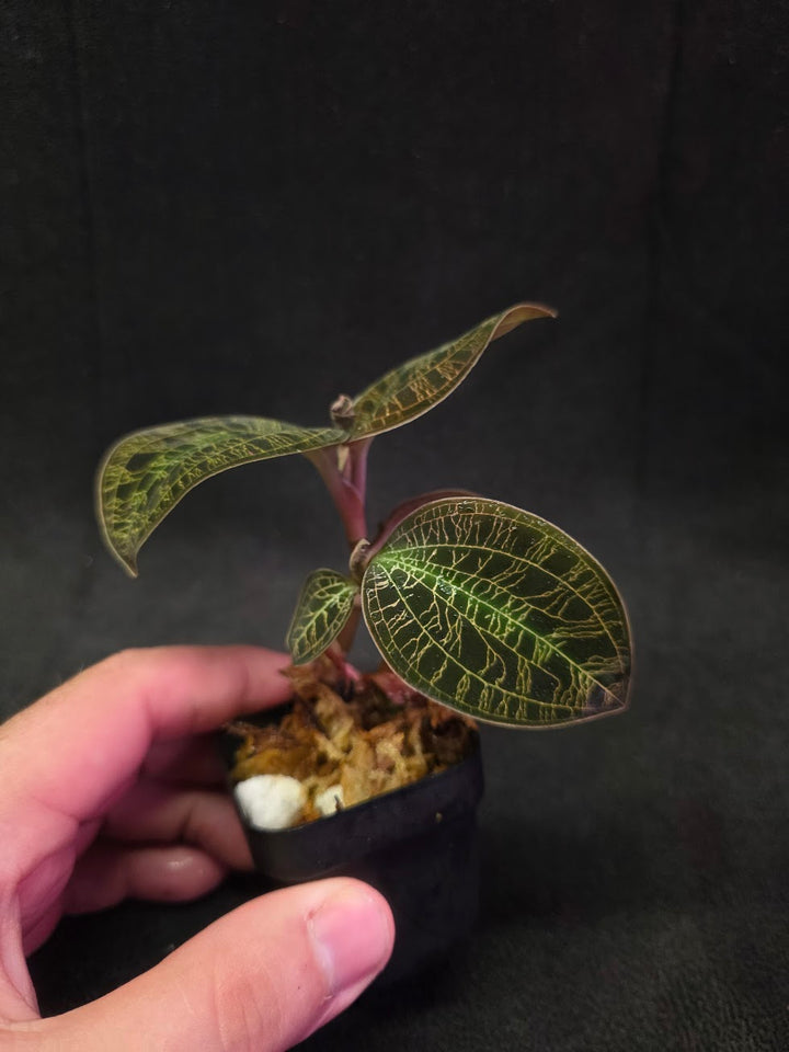 Mac. Petola Var. Kalimantan (Multi-Growth Large Size) #02
