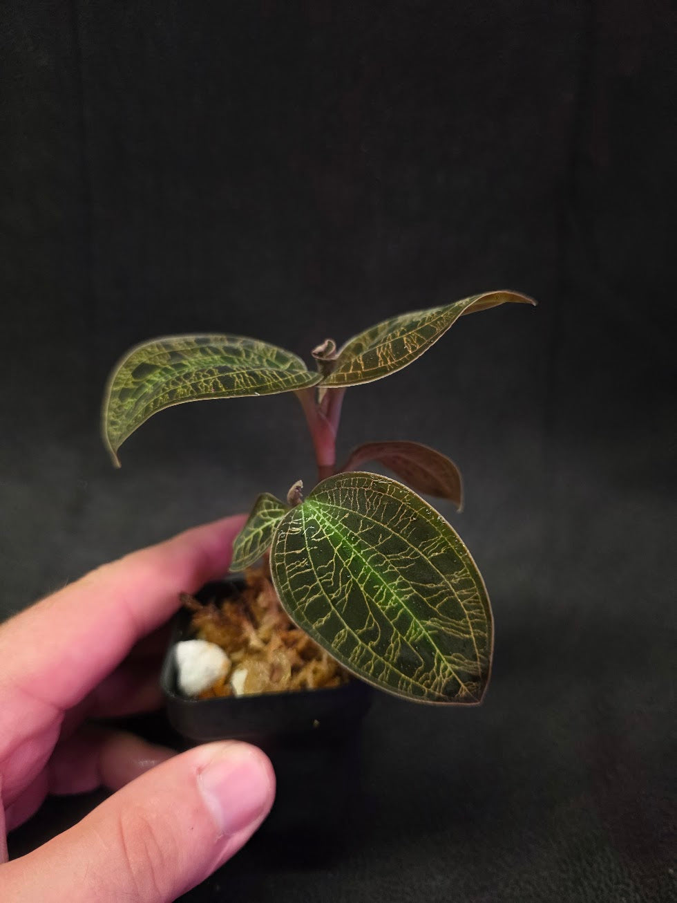 Mac. Petola Var. Kalimantan (Multi-Growth Large Size) #02