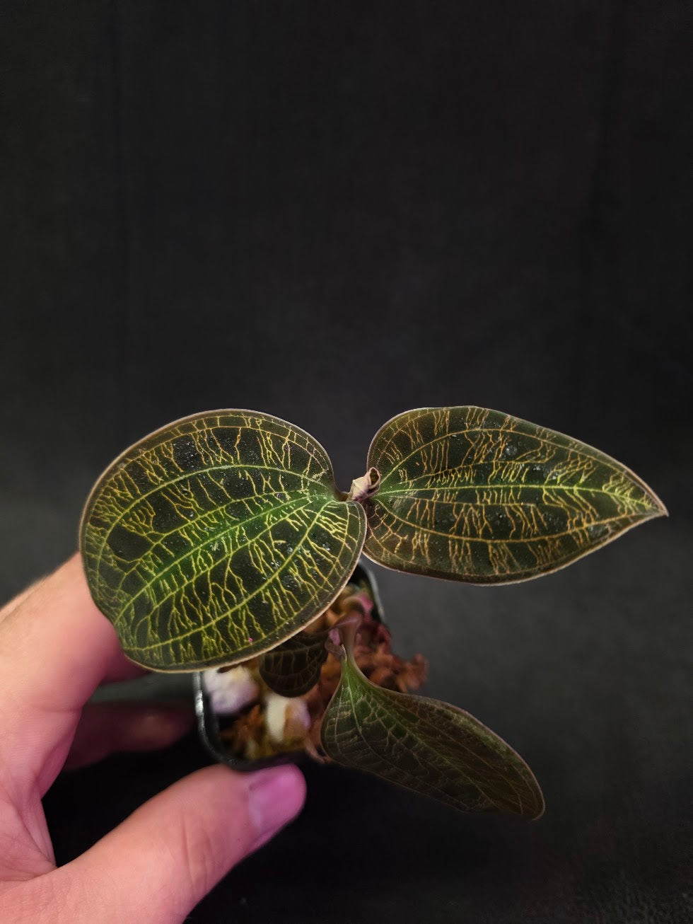 Mac. Petola Var. Kalimantan (Multi-Growth Large Size) #02