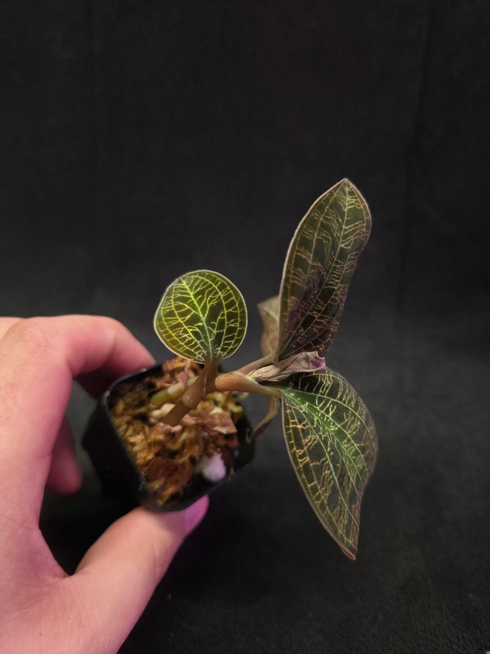 Mac. Petola Var. Kalimantan (Multi-Growth Large Size) #02