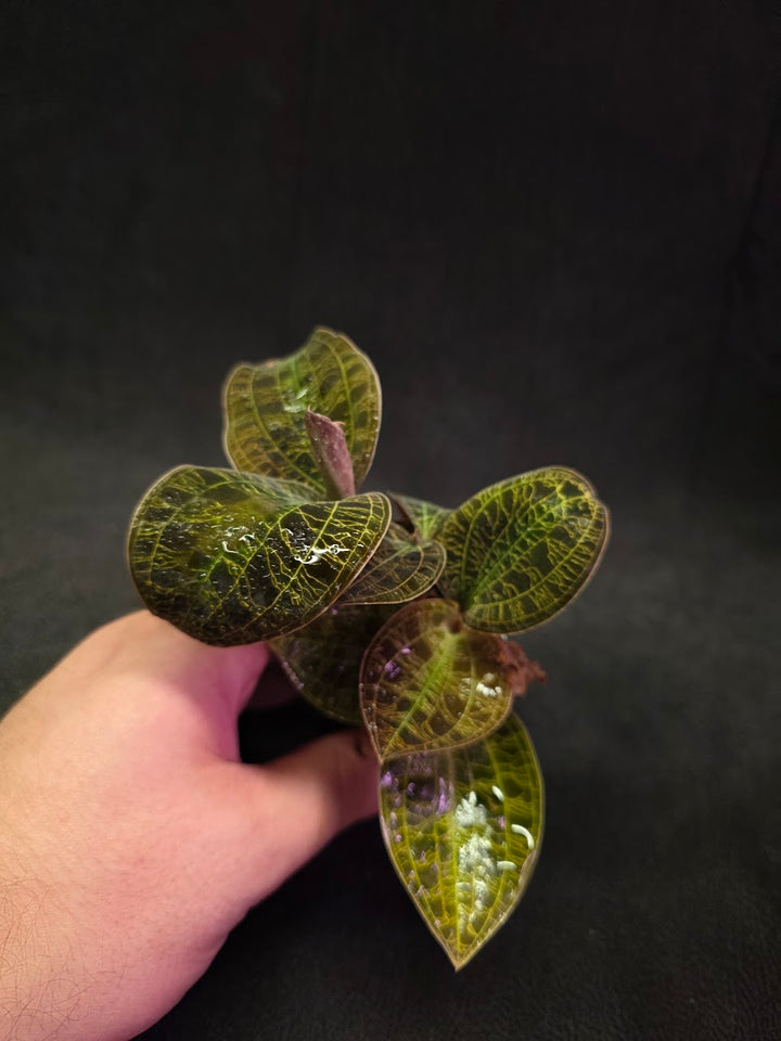 Mac. Petola Var. Kalimantan (Multi-Growth Large Size) #03