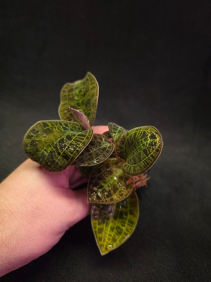 Mac. Petola Var. Kalimantan (Multi-Growth Large Size) #03