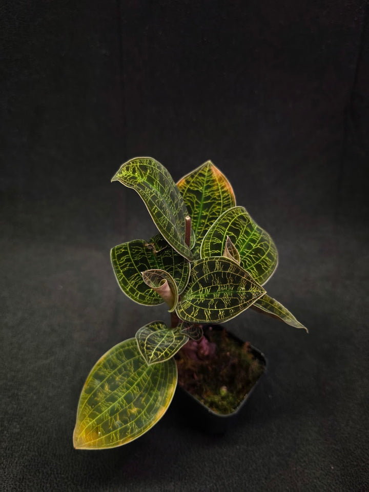 Mac. Petola Var. Kalimantan (Multi-Growth Large Size) #04