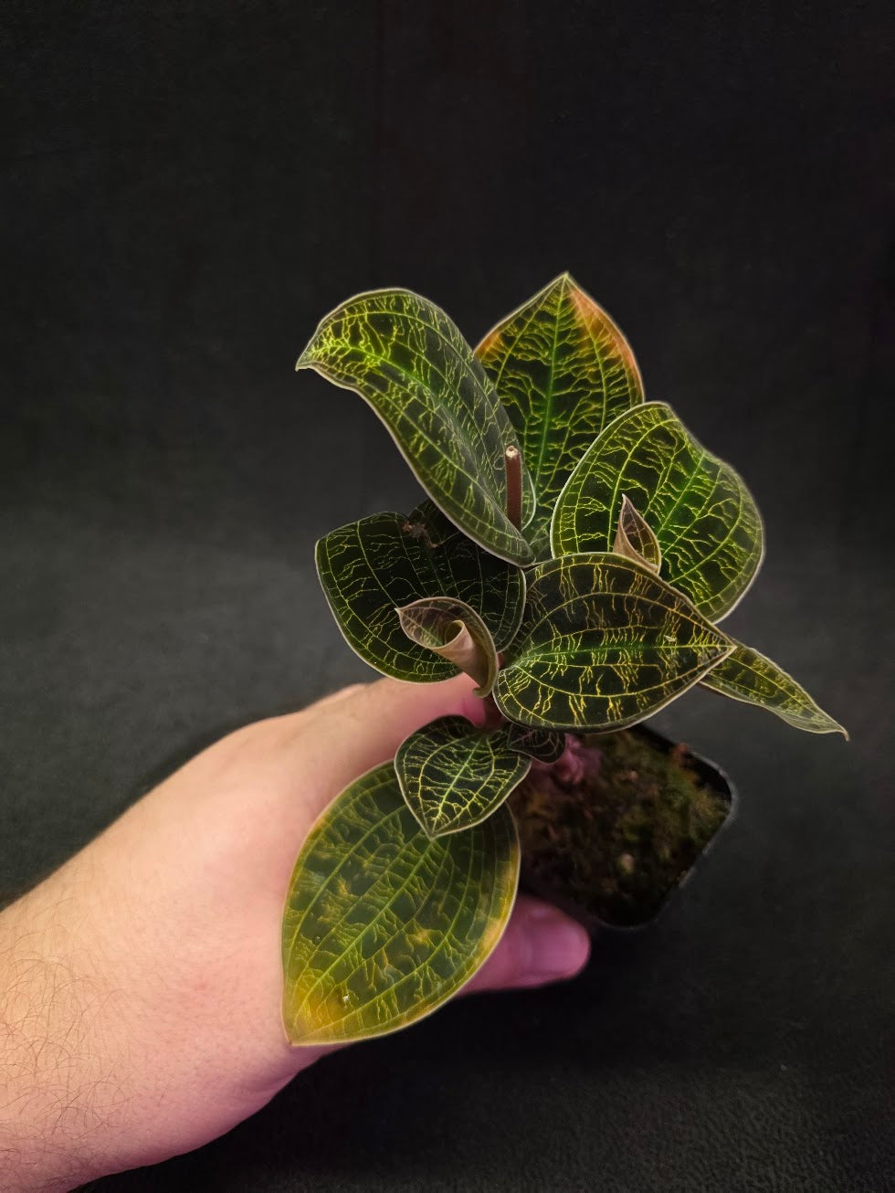 Mac. Petola Var. Kalimantan (Multi-Growth Large Size) #04