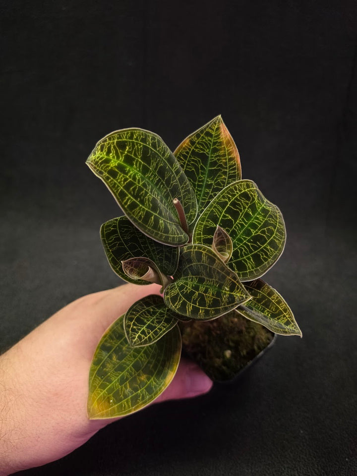 Mac. Petola Var. Kalimantan (Multi-Growth Large Size) #04