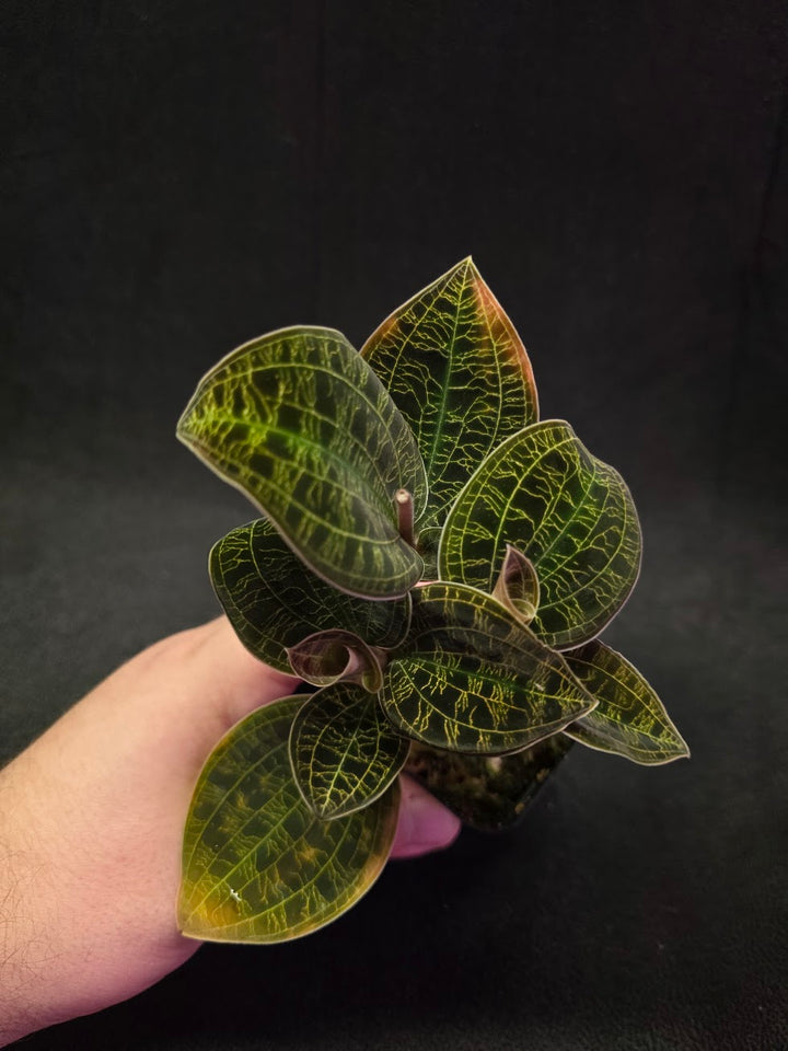 Mac. Petola Var. Kalimantan (Multi-Growth Large Size) #04