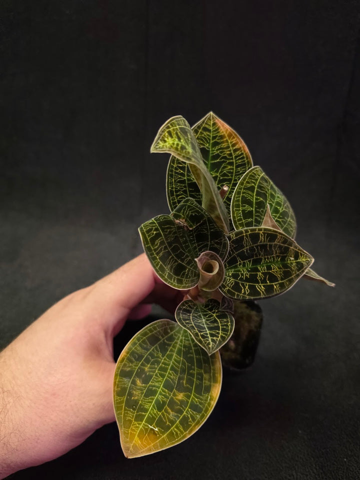 Mac. Petola Var. Kalimantan (Multi-Growth Large Size) #04