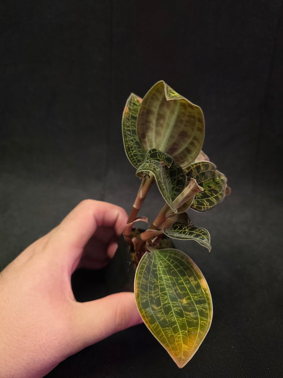 Mac. Petola Var. Kalimantan (Multi-Growth Large Size) #04