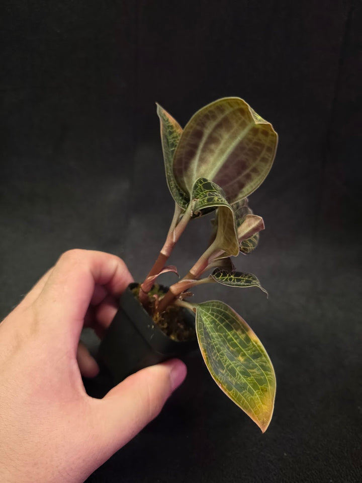 Mac. Petola Var. Kalimantan (Multi-Growth Large Size) #04