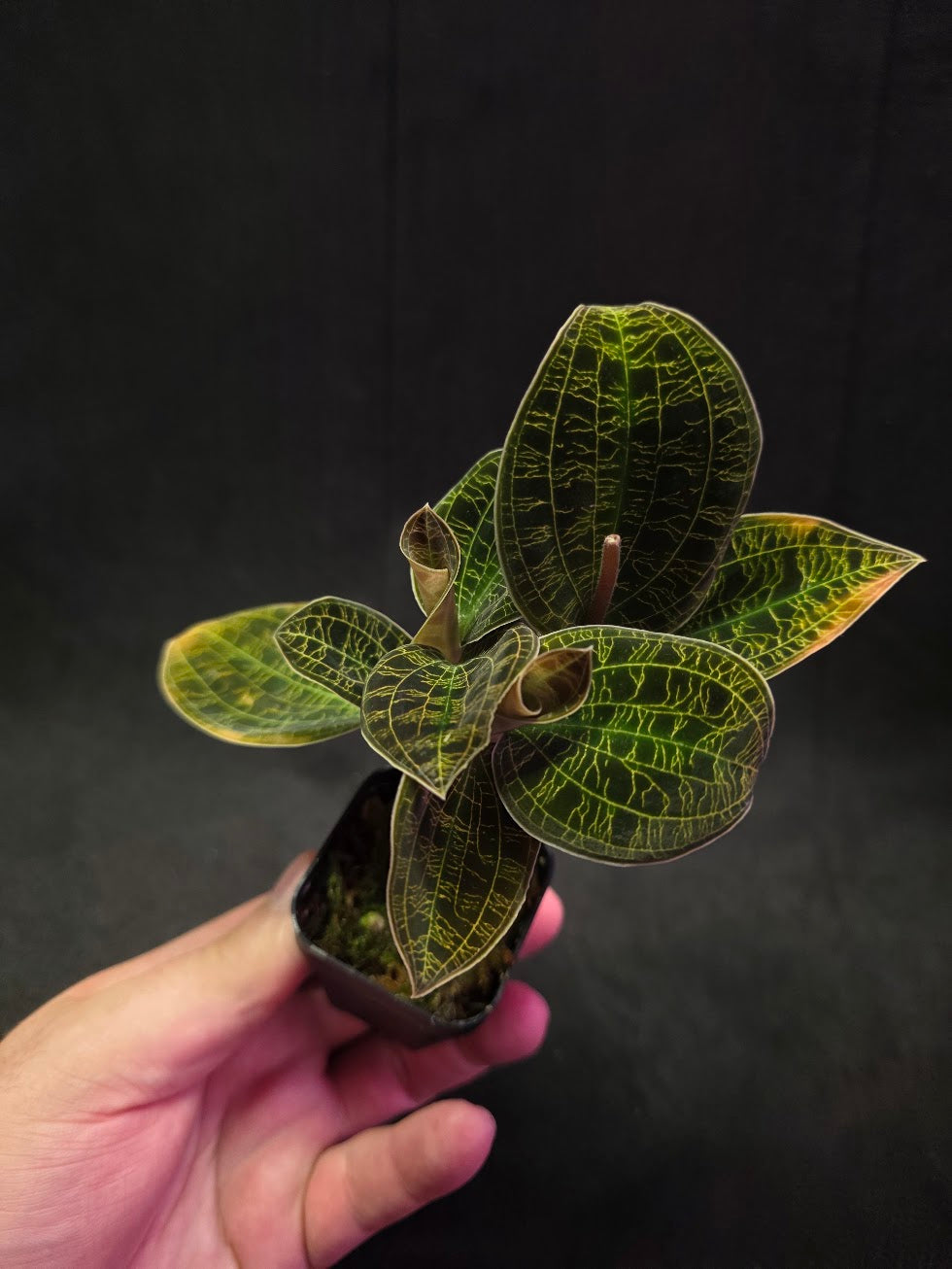 Mac. Petola Var. Kalimantan (Multi-Growth Large Size) #04