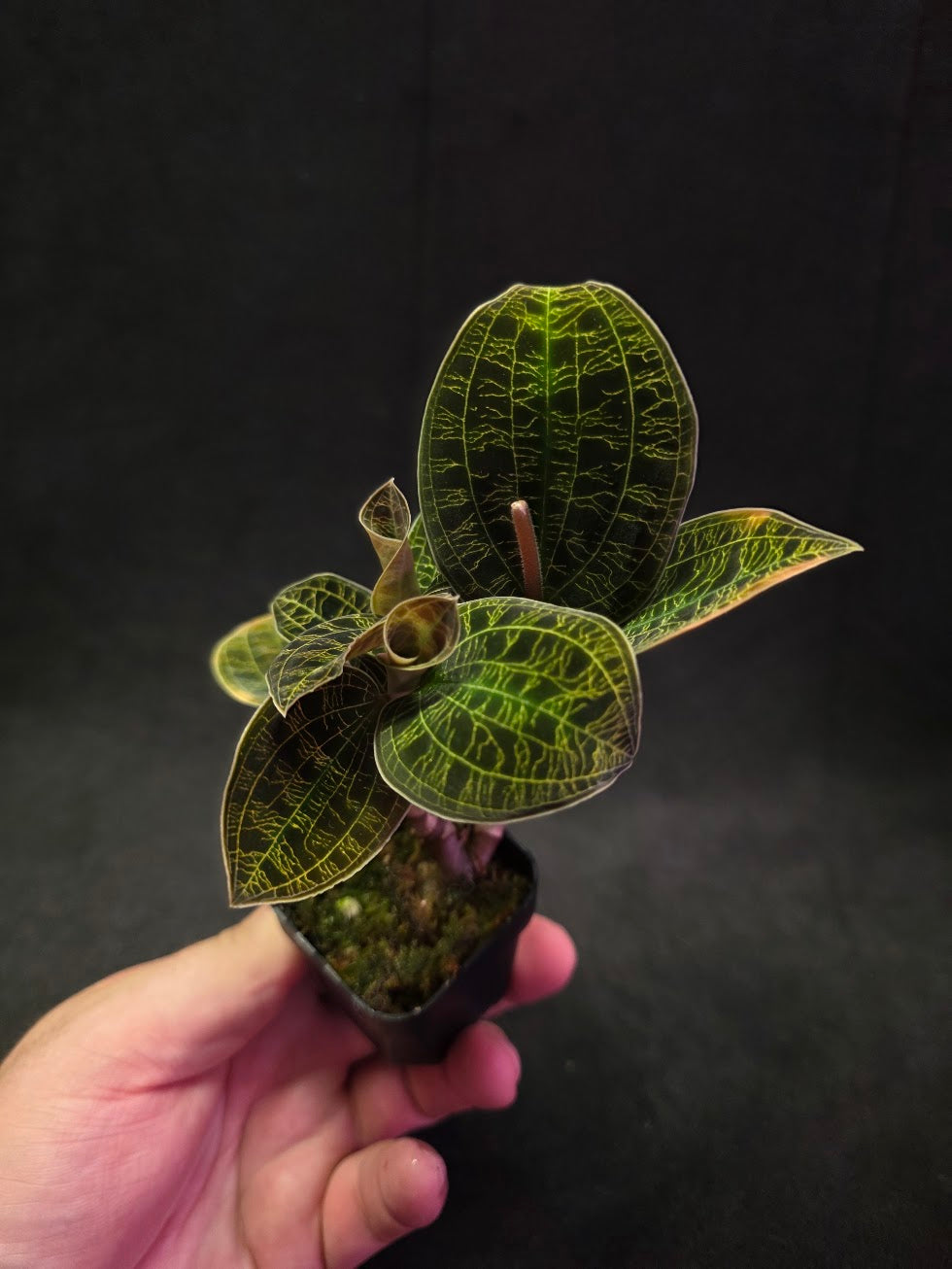 Mac. Petola Var. Kalimantan (Multi-Growth Large Size) #04